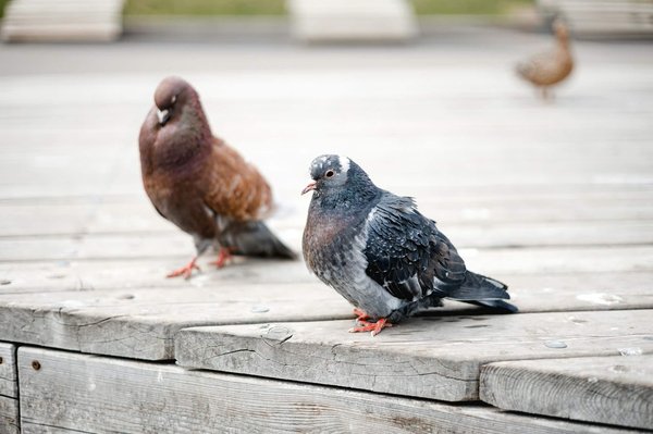 DIY : construire sa propre petite maison